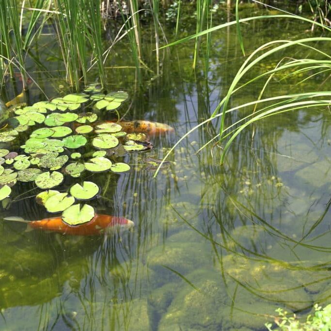 Gartenteich mit Fischen